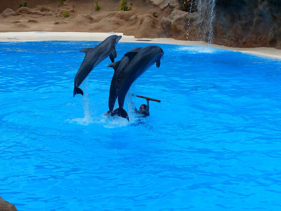 Dolphin show demonstration attraction