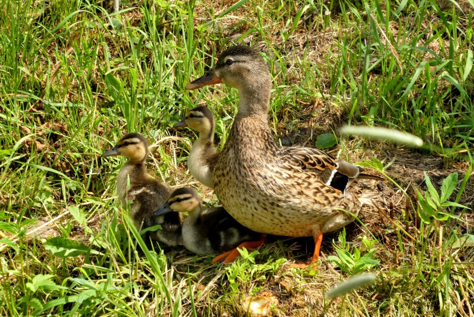 Bird ducks fledglings photo