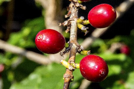 Foot of coffee fruit grain