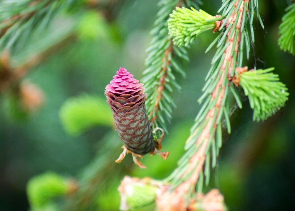 Nature evergreen tree macro photo