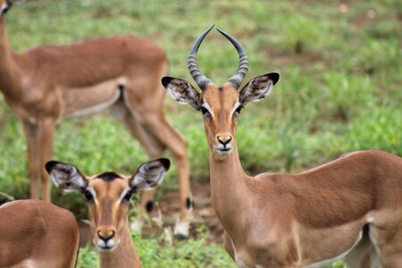 South africa kruger national park national park photo