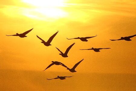 Geese winter sunset photo