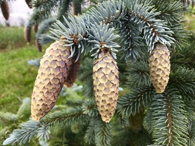 An ornamental fir tree fir cones budding cones photo