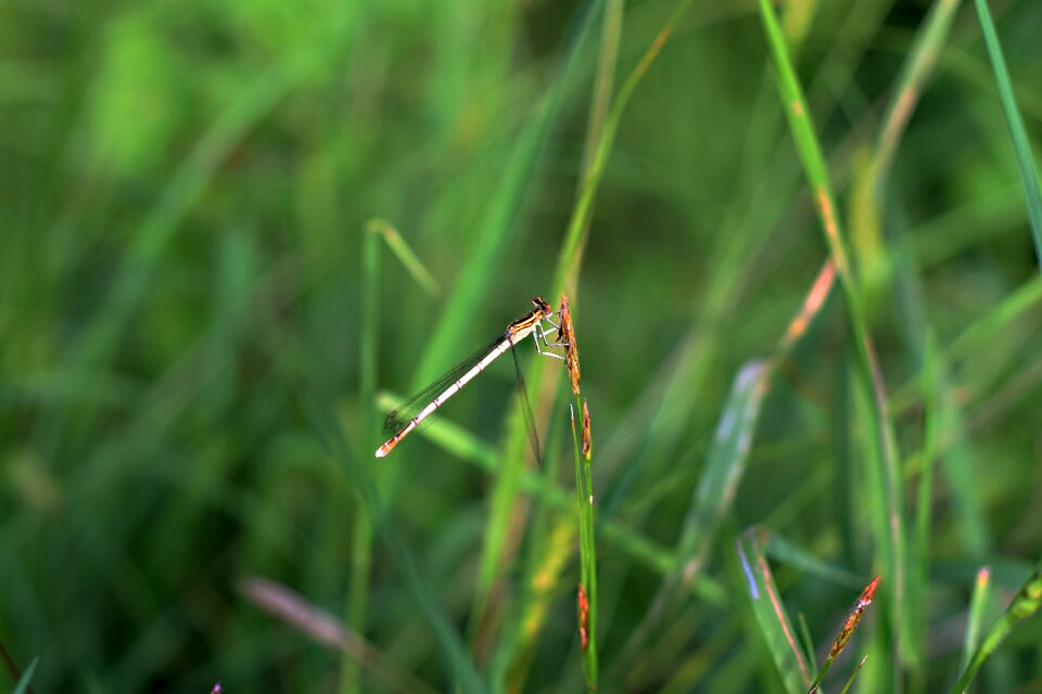 Nature macro plant