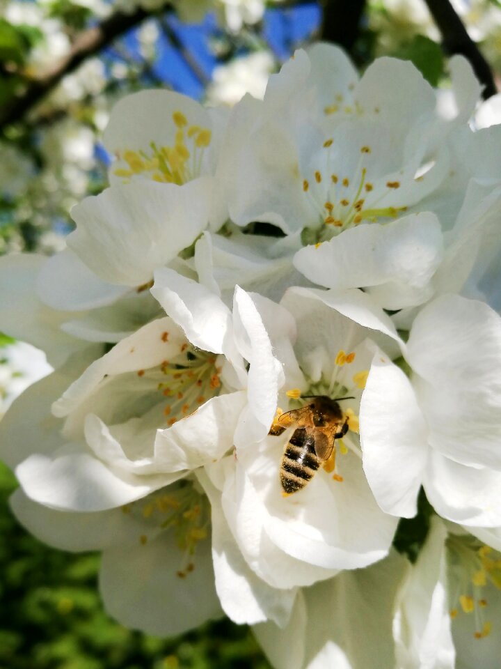 Flowers flowering tree bloom photo