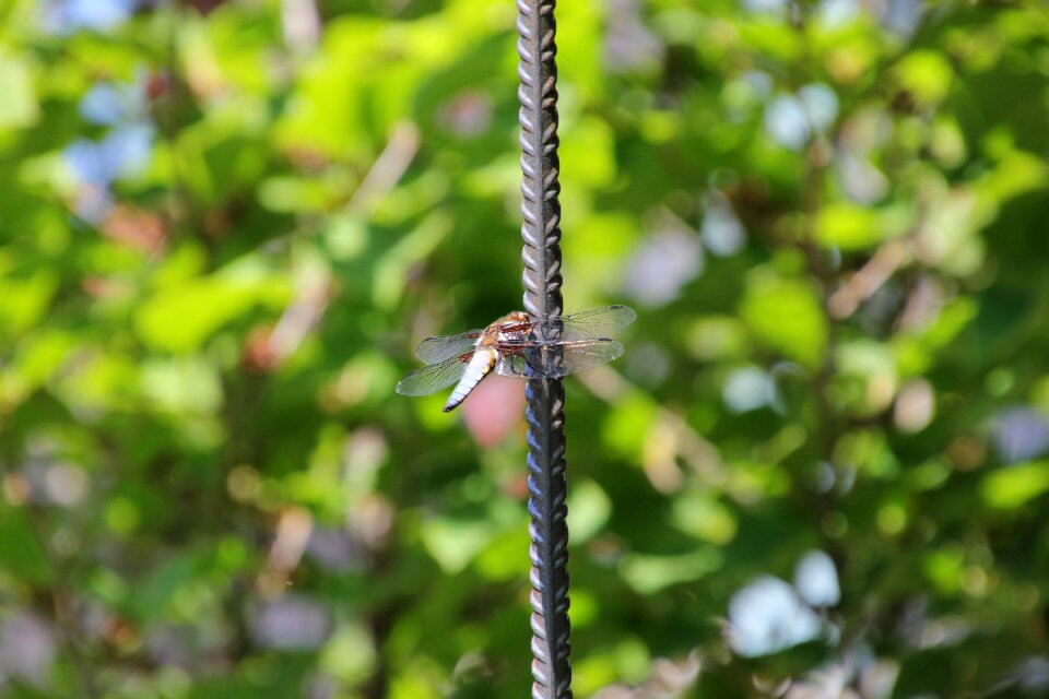 Animal world insect flat belly dragonfly