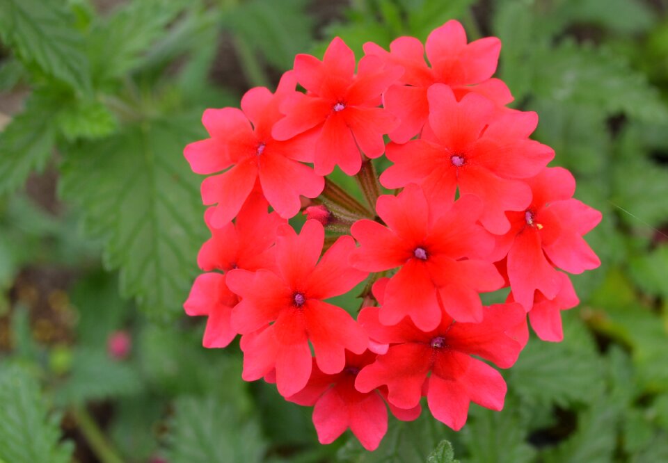 Flower red plant