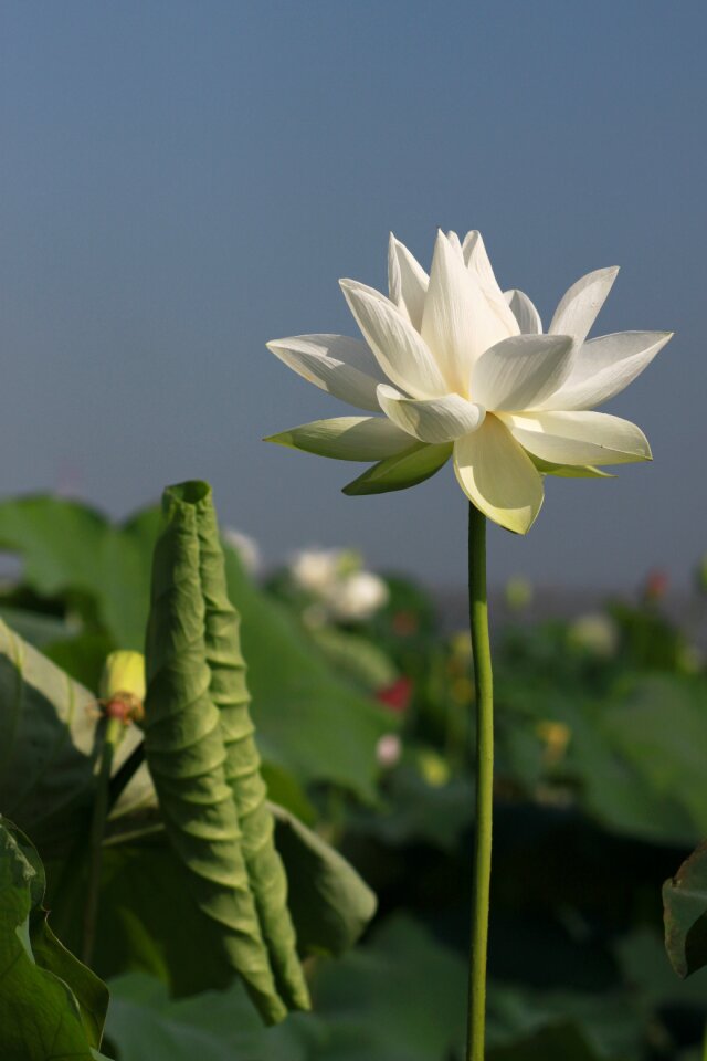 Flowers water lilies plants
