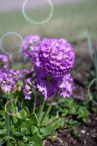 Purple flower purple purple ball-and-primrose photo