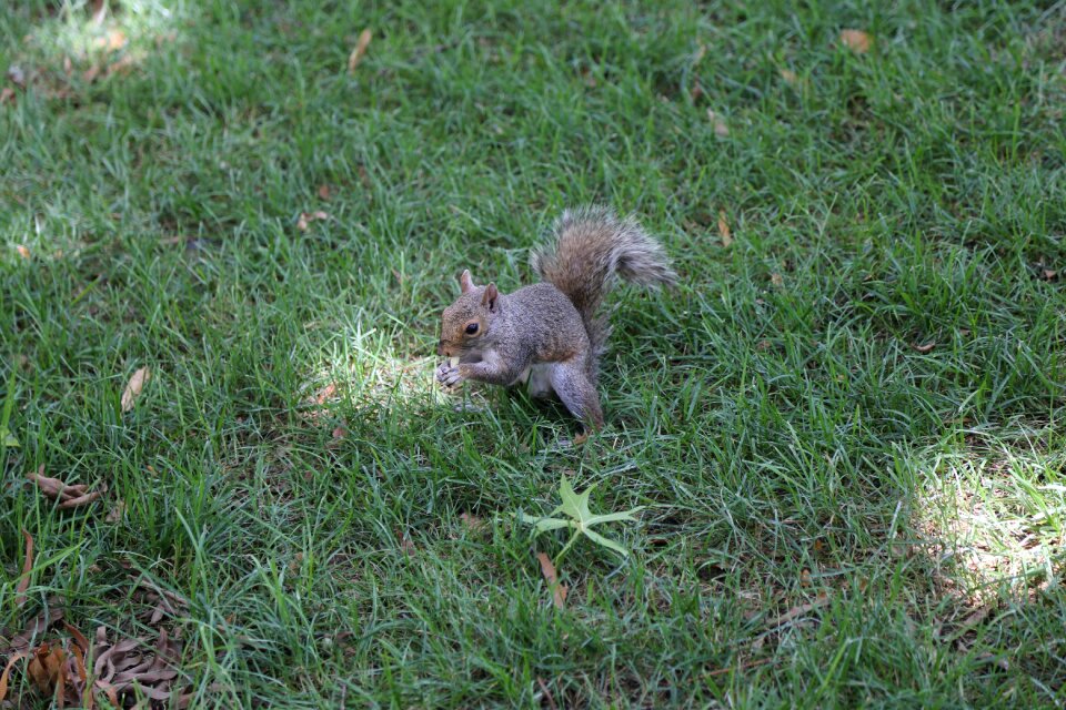 Rodent animal cute