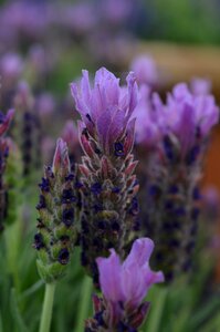 Nature garden lavender photo