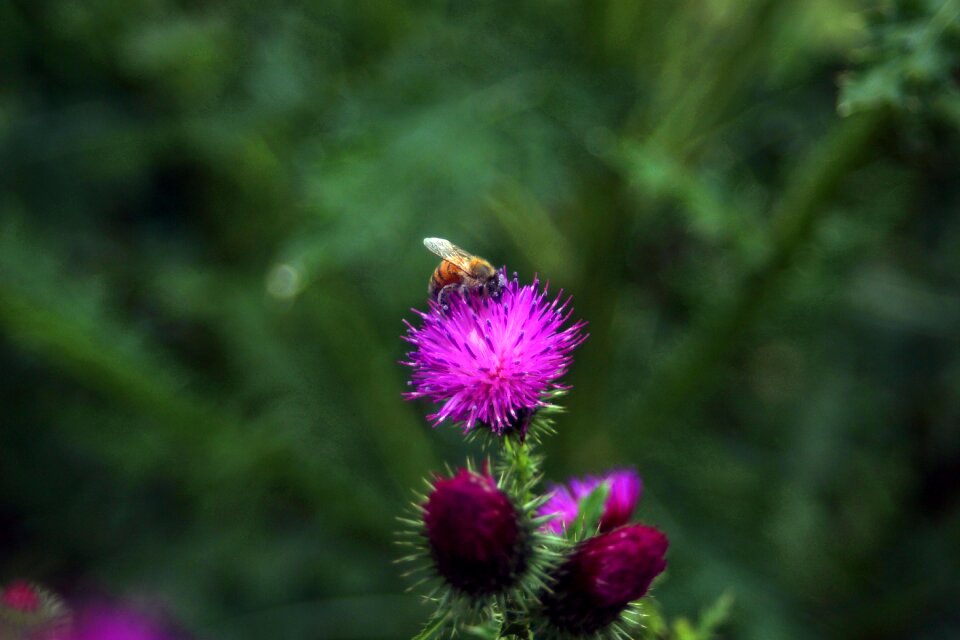 Korean flower flowers bee