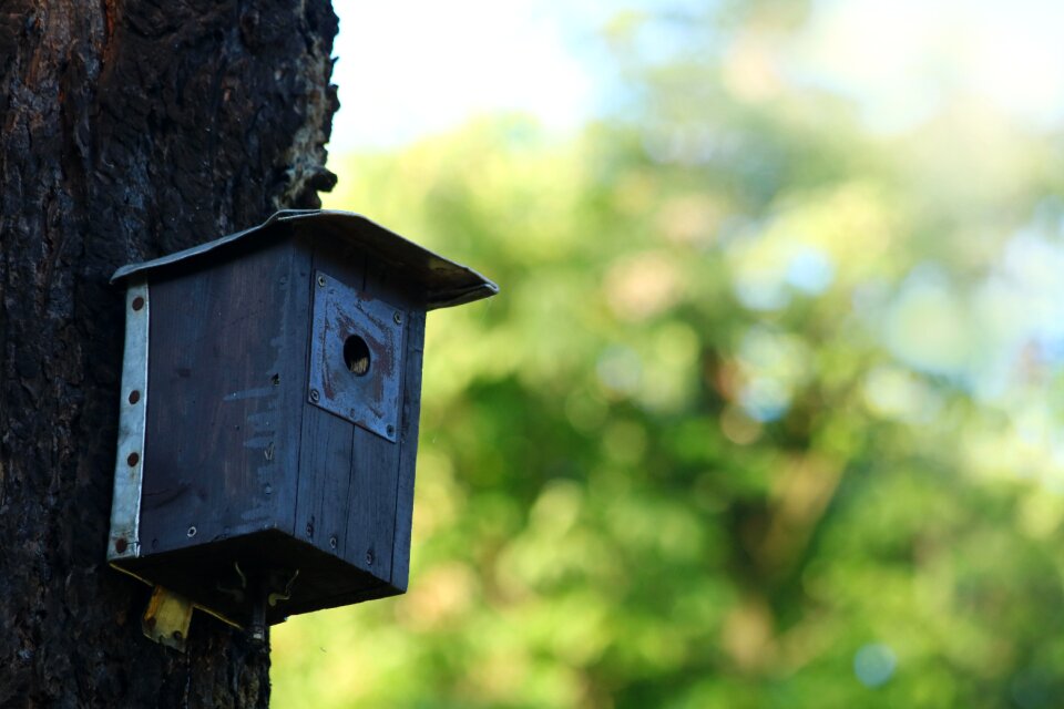 The feeder shed tree