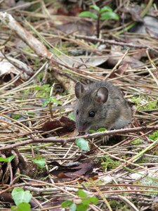 Mice rodent mammal photo