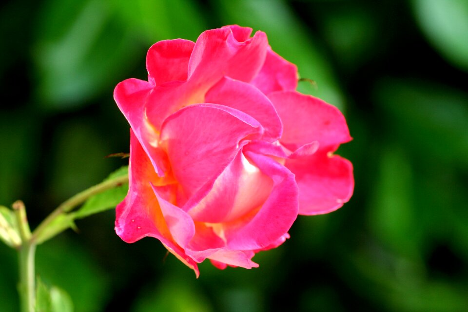 Rosebush nature petals