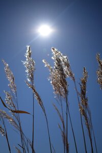 Sun silhouette nature