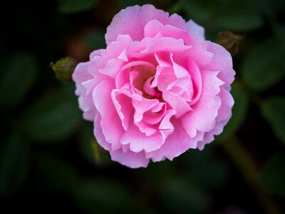 Bloom green red rose