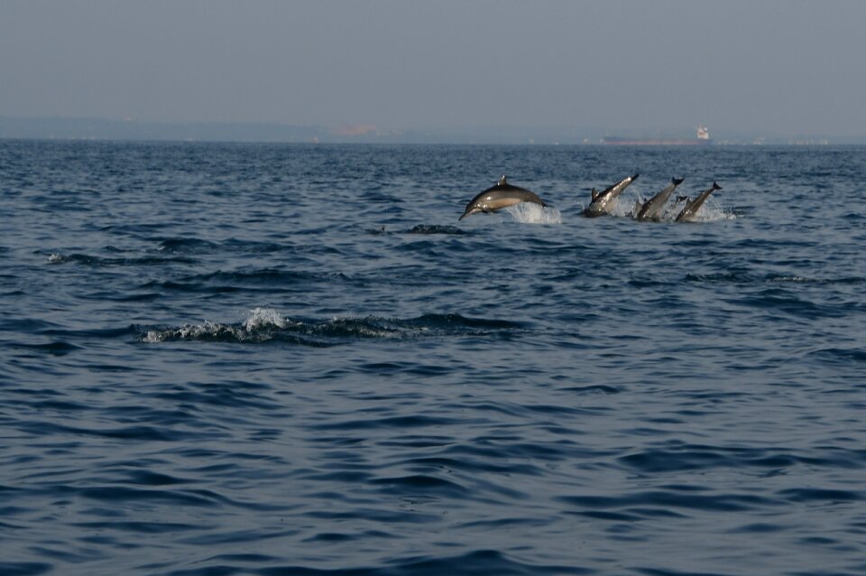 Dolphin water animal