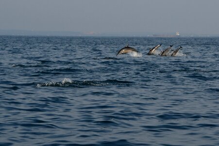 Dolphin water animal photo