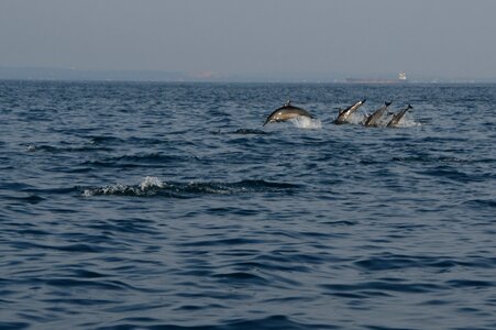 Dolphin water animal