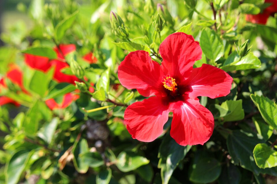 Hibiscus blossom bloom