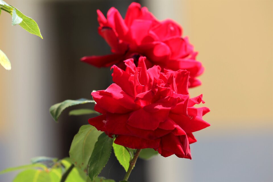 Love blooming blossom