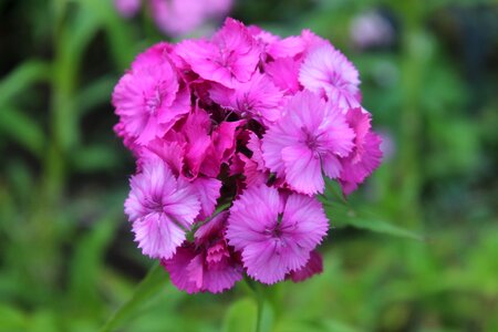 Pink dianthus blossom photo