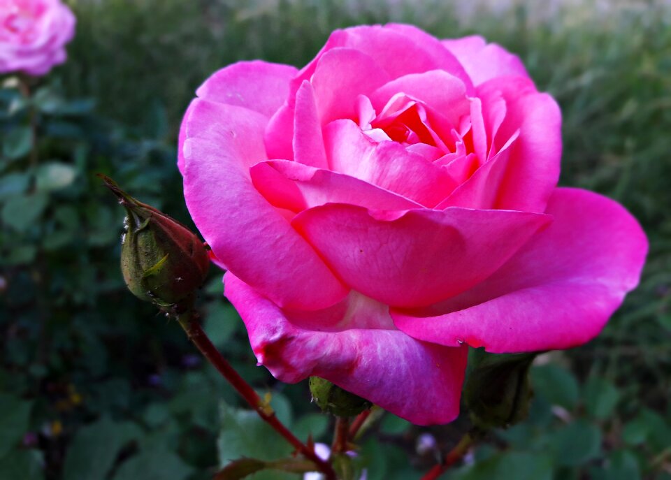 Rose petals rose flower nature