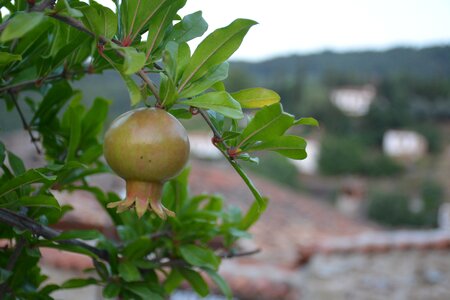 Pomegranate agriculture green