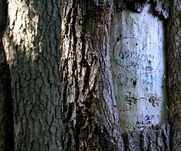 The bark trunk forest