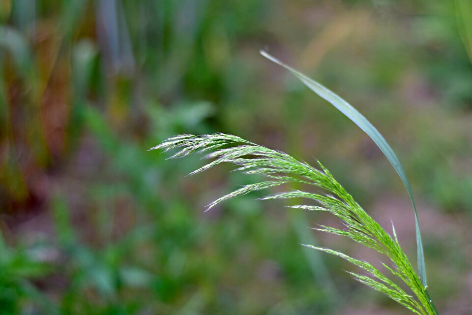 Meadow nature macro