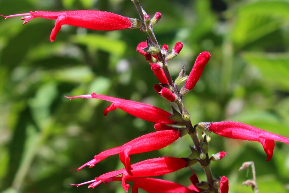 Bloom spring red flowers