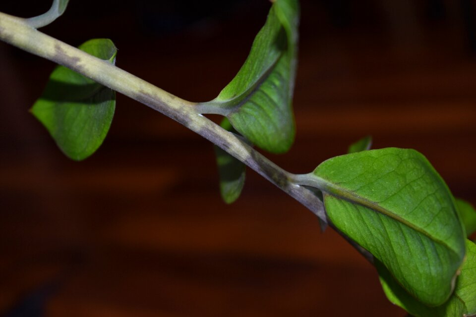 Branch leaves zamioculcas
