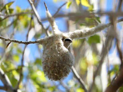 Fly nature socket