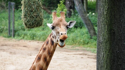 Summer safari animal