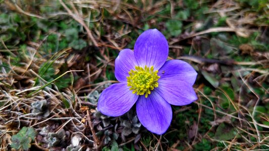 Purple flower nature natural