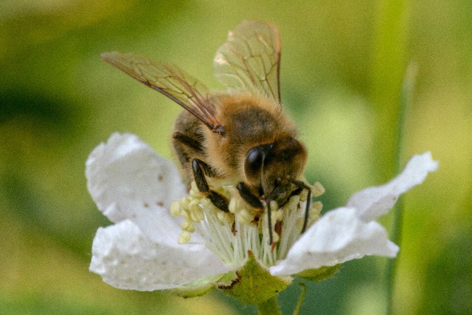 Macro pollination honey bee