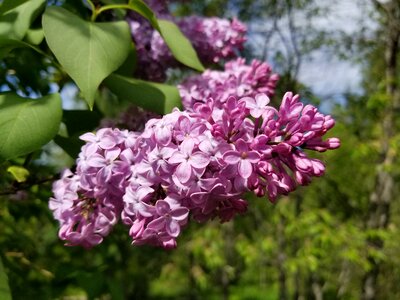 Lilac tree lilac bush purple