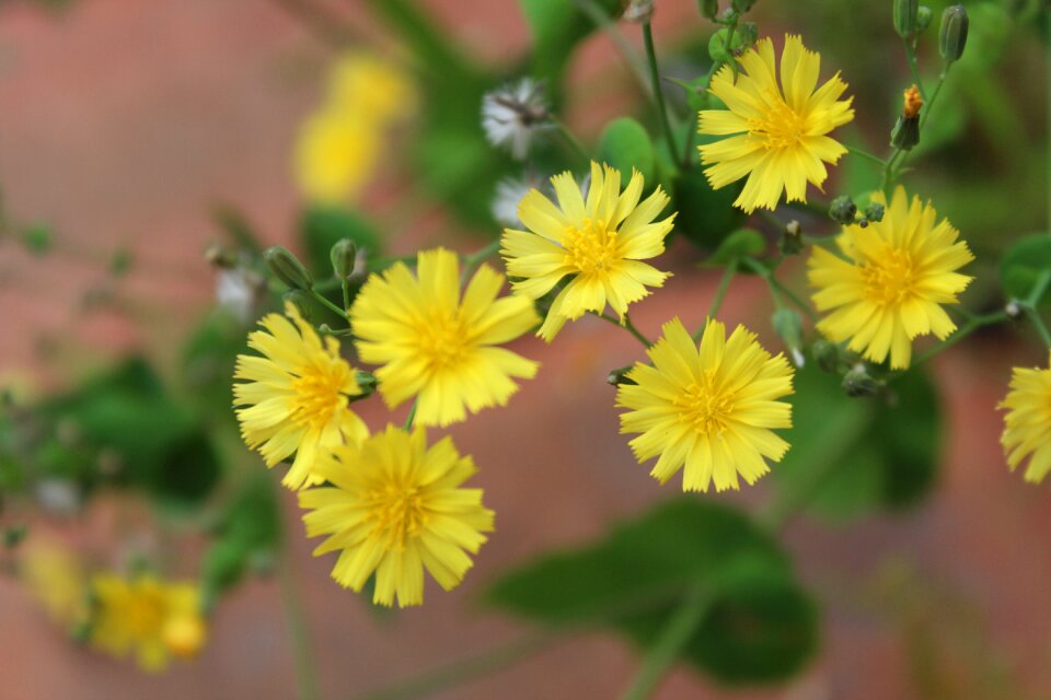 Plants chrysanthemum yellow