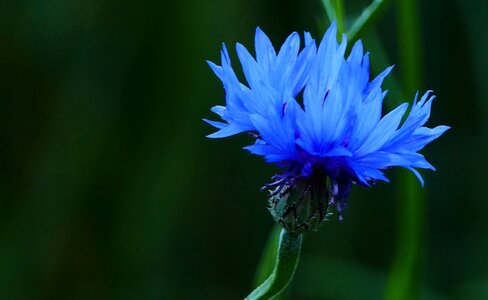 Blue light field