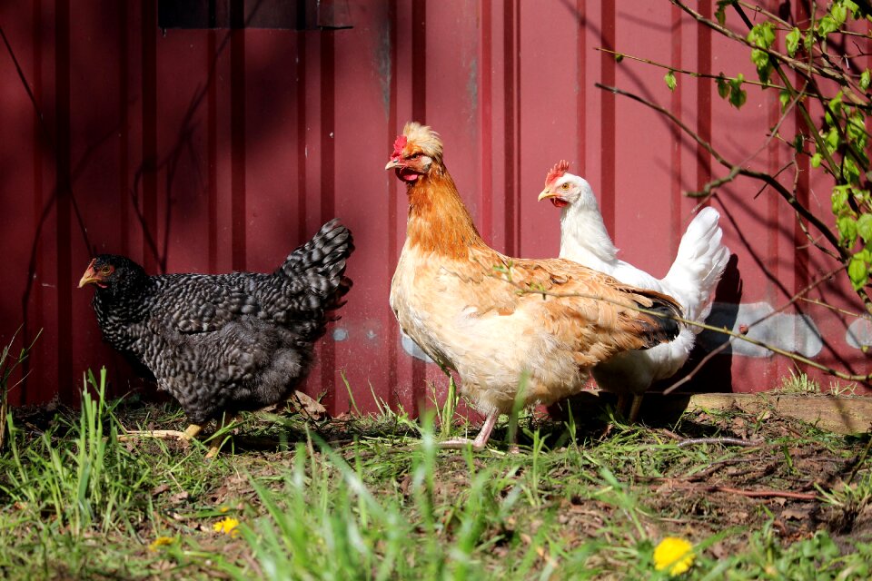 Sulmtaler farm free range