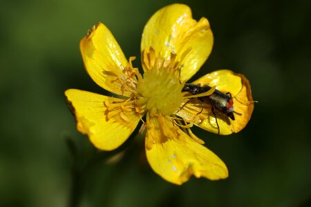 Little yellow summer