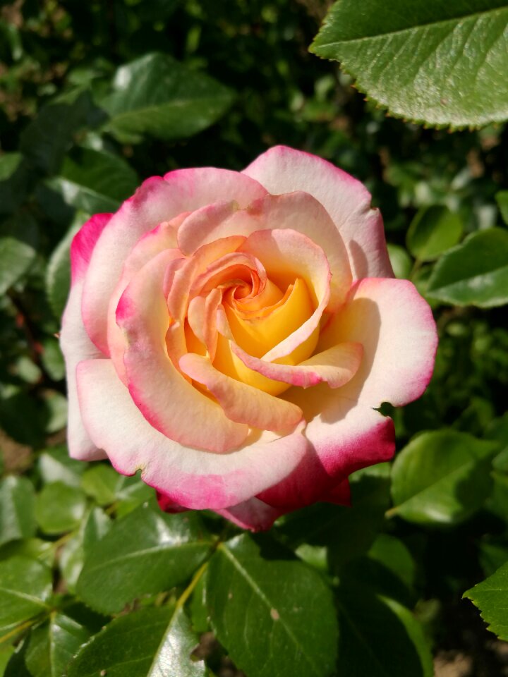 Tender rose rose beautiful flower