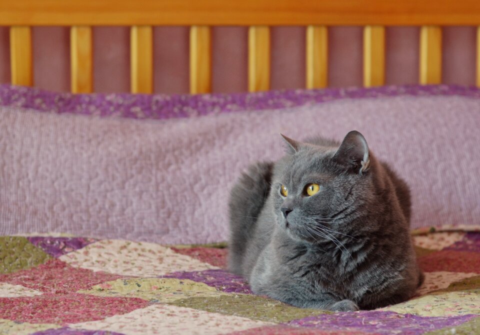 Pet cute animal