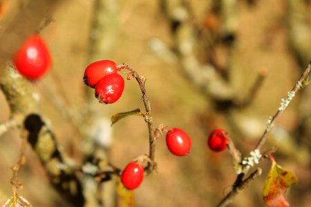 Shrub darts a branch photo