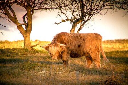 Horns beef cattle