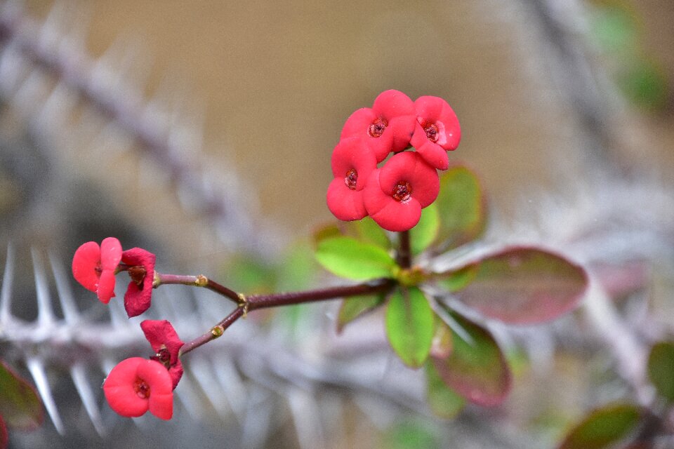 Nature red wild flowers