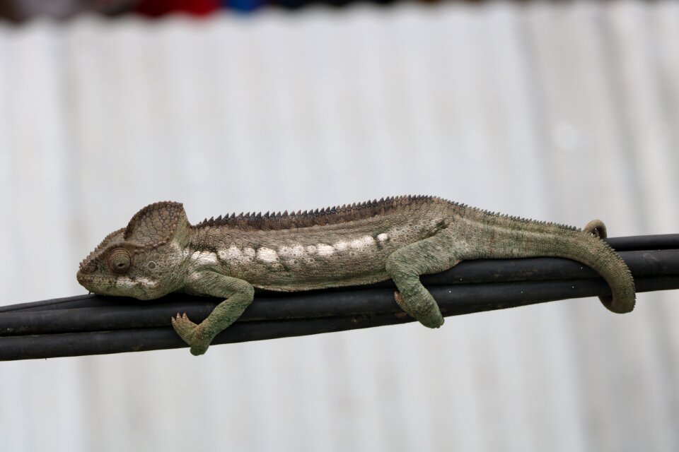 Chameleon depth nature