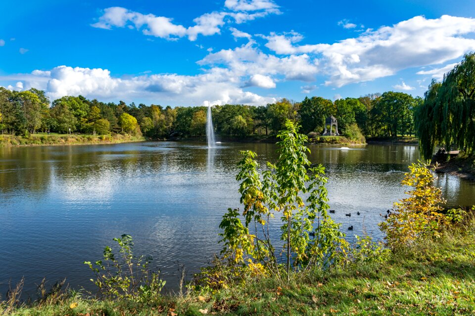Water pond trees