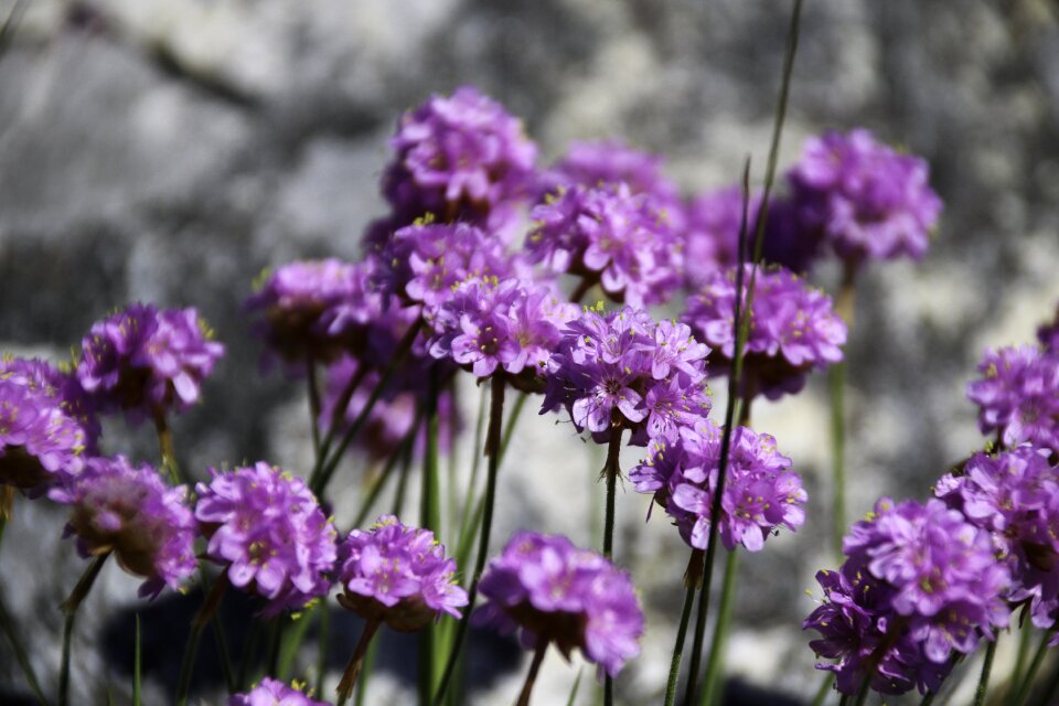 Macro summer purple